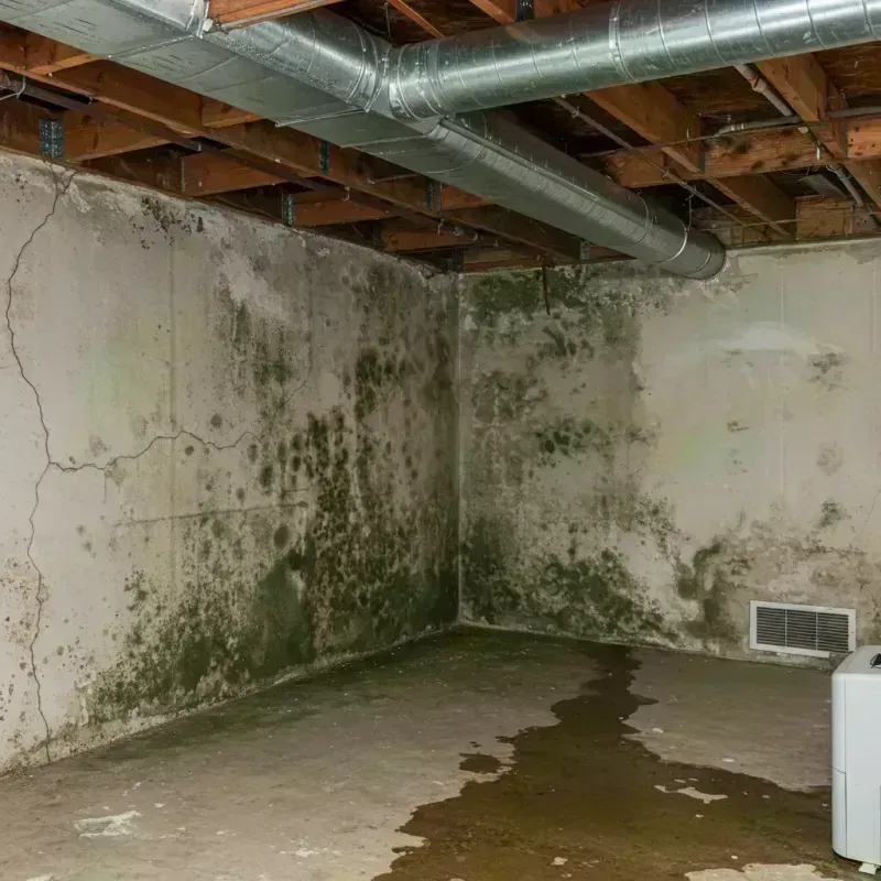 Professional Mold Removal in Pleasant Hill, MO